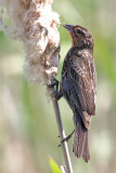 Casing Cattails