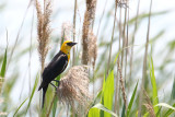 Rare Blackbird