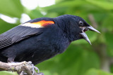 Red-winged Blackbird Telling Me: