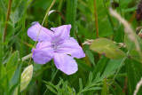 Under a Prairie Sun