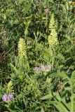 Summer on the Prairie