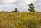 Illinois Landscape