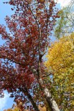 Autumn Color Tones