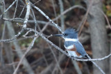 Perched on a Pond