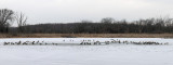 Geese on Ice