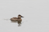 Small Duck on the Lake