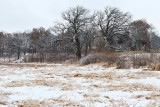 January Landscape
