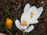 Crocus Drops