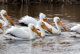 Pacing Pelicans