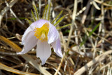 Early Prairie Beauty