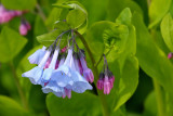 Bells of Blue