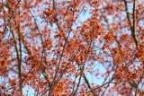 Spring Maple
