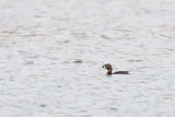 Grebe on the Go