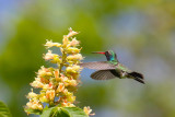 Hovering Hummer