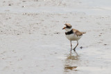Pacing Plover