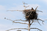 Visitor to the Nest