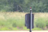 Bird on a Box