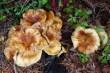 Fall Fungus