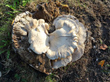 Heart of the Fungus