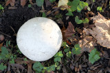 Ball of Fungus