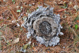 Insects, Worms and Arachnids