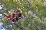 Cones in the Pine