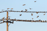 Perching, Song and Other Birds