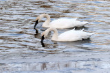 Swans on Ice