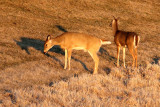 Dinner Near Dusk