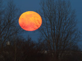 Full Pink Moon