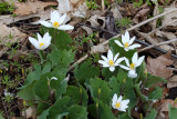 Petals of White