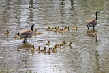 Goose Armada 