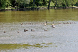 Gaggles of Geese