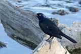 Bird on a Log