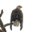 Eagles, Hawks, Osprey, Falcons and Vultures