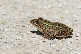 Reptiles and Amphibians