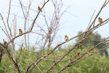 Perching, Song and Other Birds