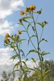 Reaching Skyward