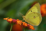 D52_4229.jpg