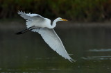 D52_4723.jpg