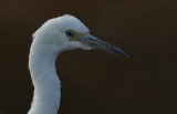 D52_4892.jpg