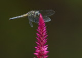 D52_5296.jpg