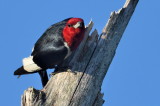 D52_6080.jpg