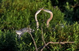 D54_6504.jpg