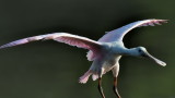 D54_6846.jpg
