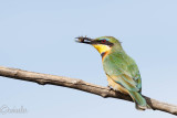 Bee-eater with a bee _M4A0204.jpg