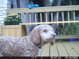 shiloh-11wks-01.jpg
