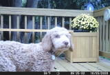 shiloh-12wks-01.jpg
