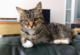 pussycat pics