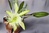 Rhyncholaelia digbyana 21